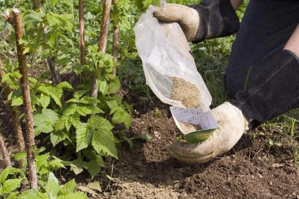 幼苗能施尿素吗，幼苗可以施加尿素