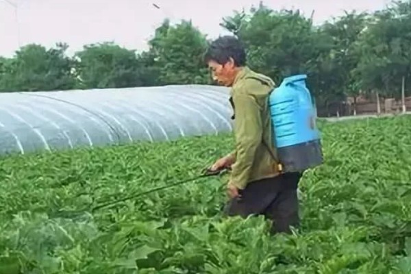 幼苗能施尿素吗，幼苗可以施加尿素