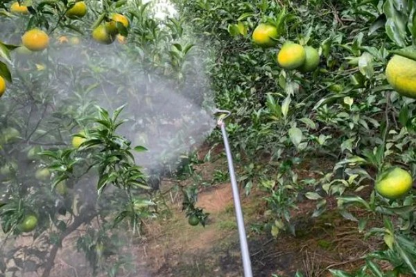 幼苗能施尿素吗，幼苗可以施加尿素