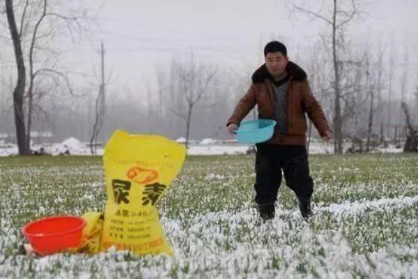 幼苗能施尿素吗，幼苗可以施加尿素