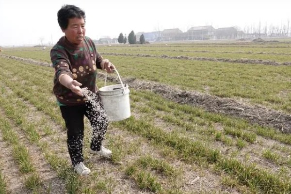 幼苗能施尿素吗，幼苗可以施加尿素