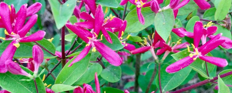 忍冬的花语，寓意相互陪伴、财源广进等