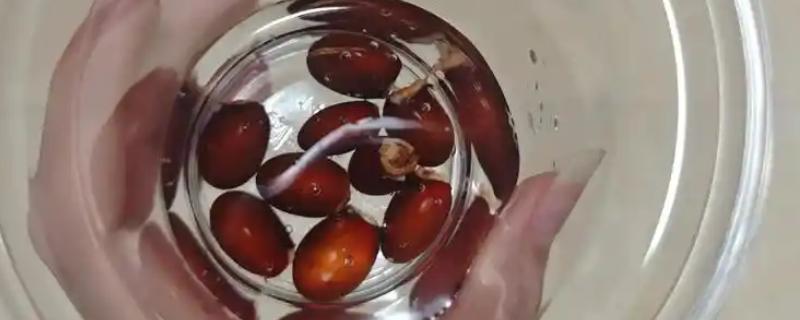 荔枝种植方法，每穴播种1-2粒