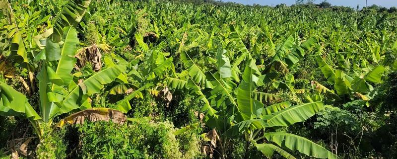 种植香蕉的方法,播种后覆土覆草并浇水保湿