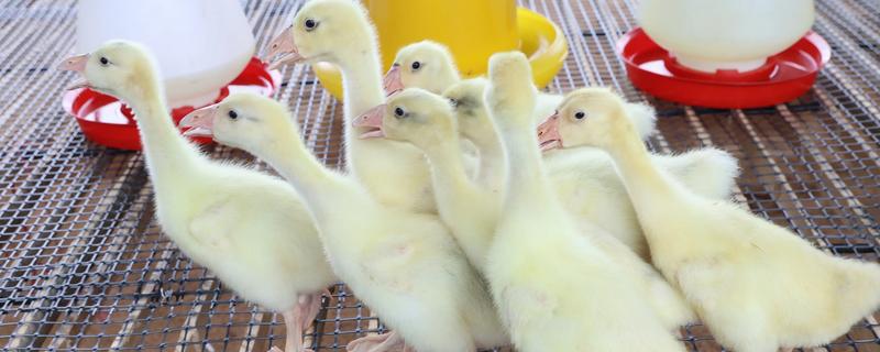 刚出生的小鹅是什么颜色，羽毛一般呈黄色
