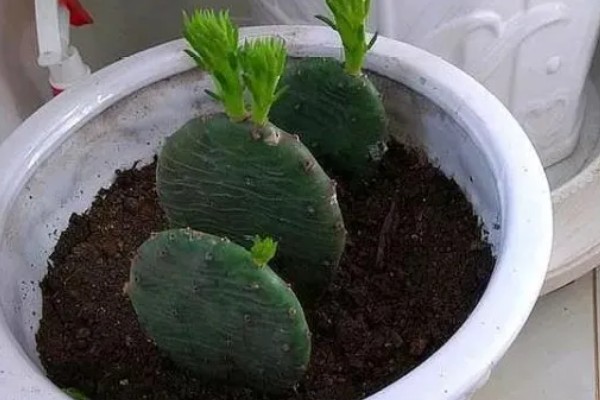 仙人掌会长刺的原因，由叶片进化而来可适应高温干燥的环境