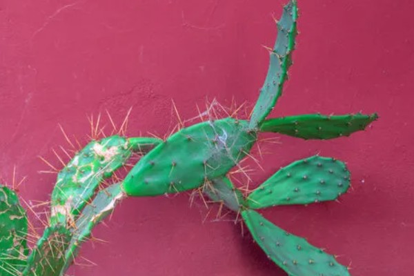 仙人掌会长刺的原因，由叶片进化而来可适应高温干燥的环境