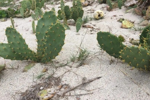 仙人掌会长刺的原因，由叶片进化而来可适应高温干燥的环境