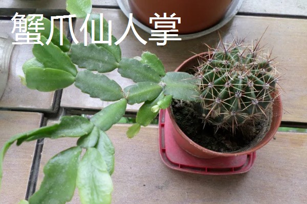 仙人掌会长刺的原因，由叶片进化而来可适应高温干燥的环境