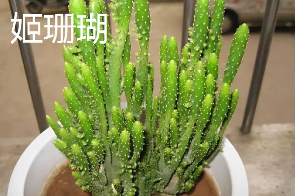 仙人掌会长刺的原因，由叶片进化而来可适应高温干燥的环境