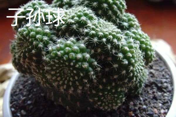 仙人掌会长刺的原因，由叶片进化而来可适应高温干燥的环境