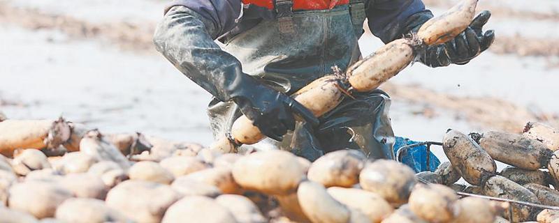 莲藕采收时有哪些注意事项，荷叶的叶背出现红色便可挖藕