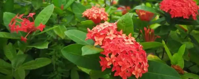 仙丹花的花语，寓意重获新生、争先恐后等