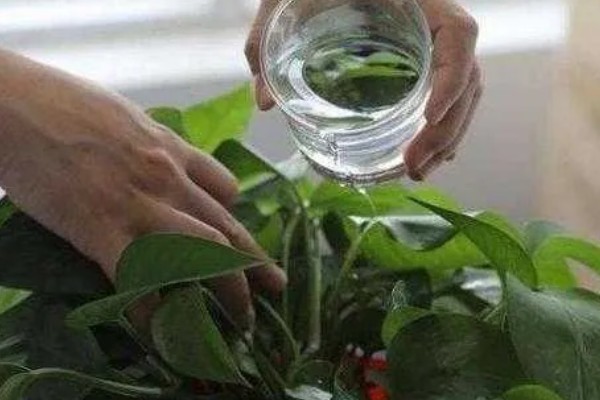 绿萝的浇水间隔，夏季每隔1-2天浇一次