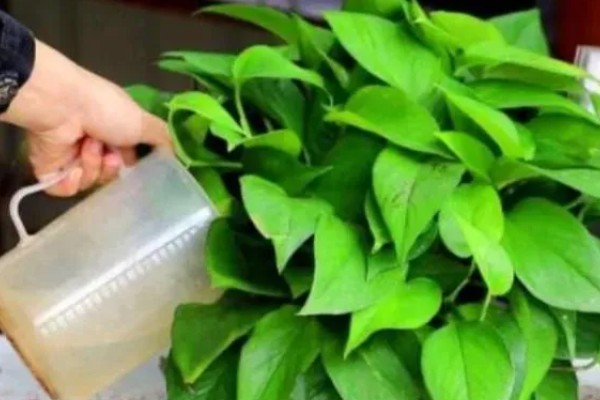 绿萝的浇水间隔，夏季每隔1-2天浇一次