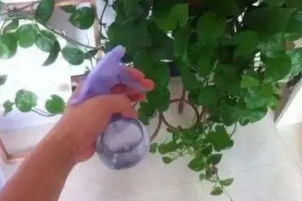 绿萝的浇水间隔，夏季每隔1-2天浇一次