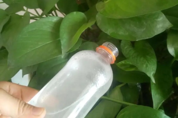 绿萝的浇水间隔，夏季每隔1-2天浇一次