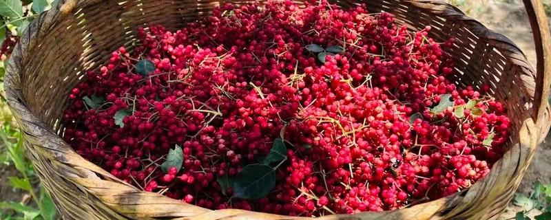 大红袍花椒与花椒有什么区别，枝叶、花朵、果期都不同