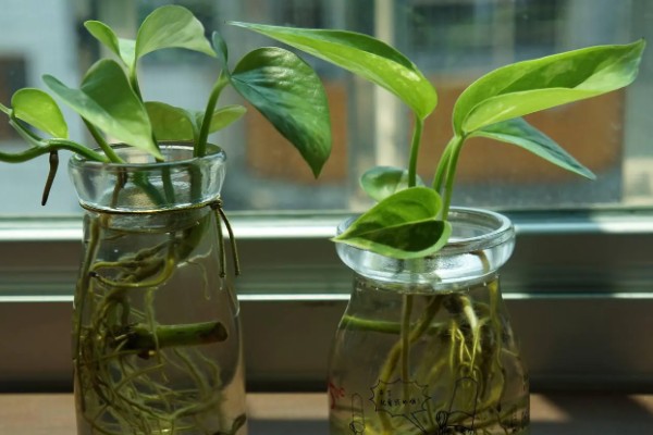 绿萝的浇水间隔，夏季每隔1-2天浇一次