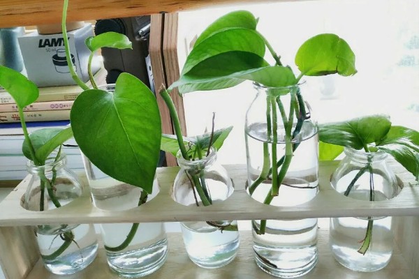 绿萝的浇水间隔，夏季每隔1-2天浇一次