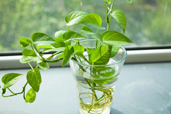 绿萝的浇水间隔，夏季每隔1-2天浇一次