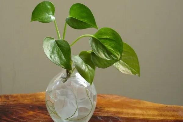 绿萝的浇水间隔，夏季每隔1-2天浇一次