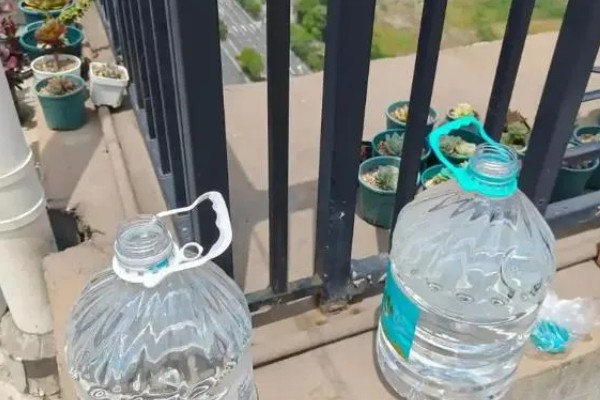 绿萝的浇水间隔，夏季每隔1-2天浇一次