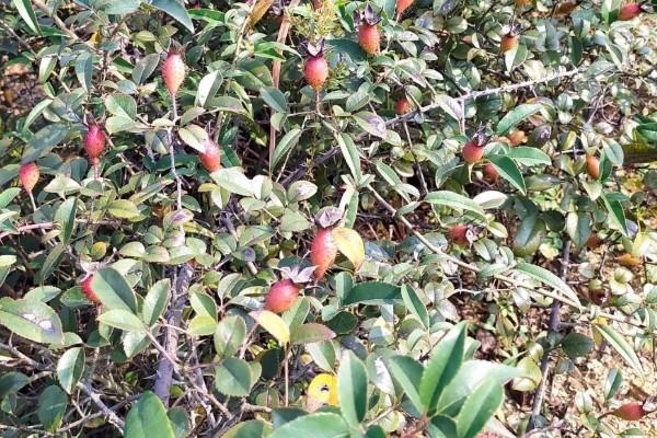 金樱子的花语，寓意白云般芬芳