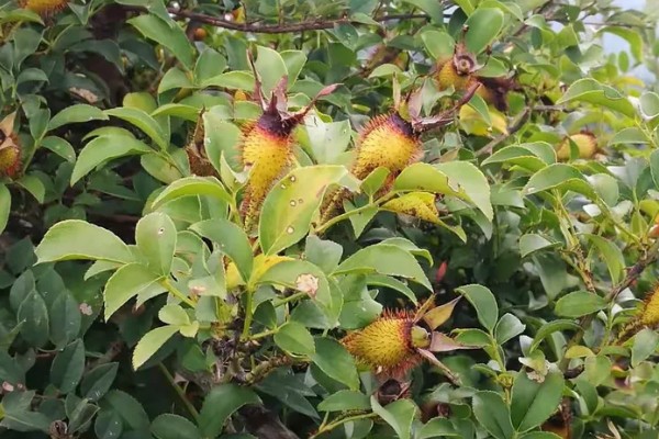 金樱子的花语，寓意白云般芬芳