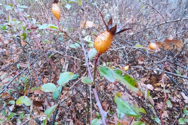 金樱子的花语，寓意白云般芬芳