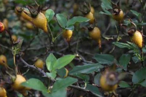 金樱子的花语，寓意白云般芬芳