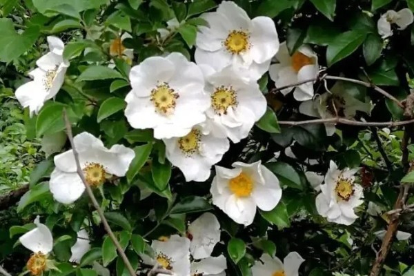 金樱子的花语，寓意白云般芬芳