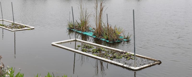 鱼塘氨氮超标量，每升水的含量超过0.02毫克即为超标