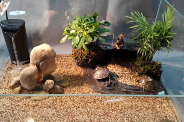 在家里怎么养龟，每天都要让它晒晒太阳