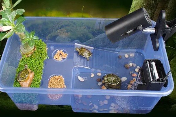 在家里怎么养龟，每天都要让它晒晒太阳