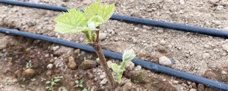 葡萄苗病虫害怎么防治，长出8片叶时可喷施多菌灵