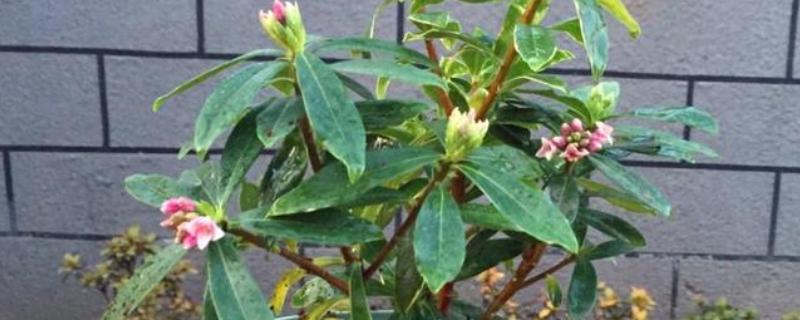 瑞香如何扦插水培，要选择健康无病害的枝条