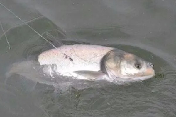 大河里钓鲢鳙一般钓多深，一般钓2-3米深