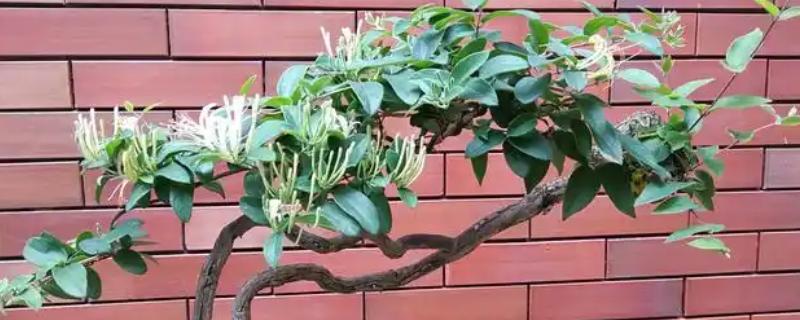 金银花花朵变色的原因，其本身含有的花青素、黄铜类等
