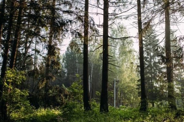 森林土壤与草原土壤哪个有机质含量多，草原土壤的有机质更充足