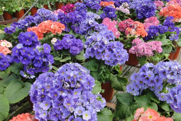 四季樱草耐不耐寒，四季樱草不耐寒