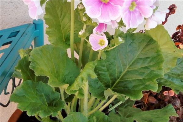 四季樱草耐不耐寒，四季樱草不耐寒