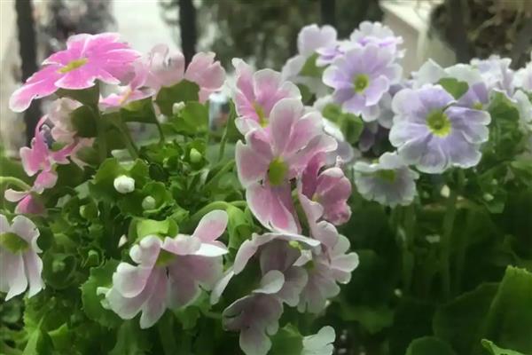 四季樱草耐不耐寒，四季樱草不耐寒