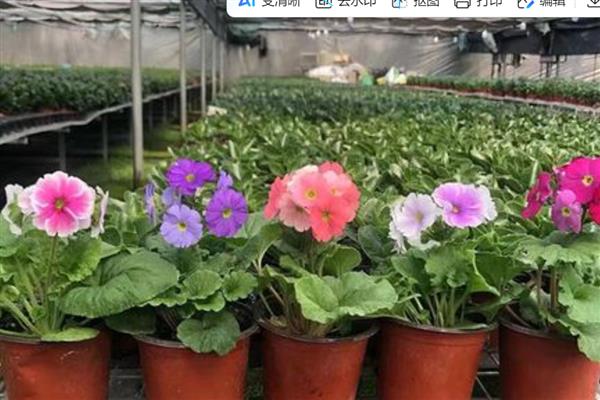 四季樱草耐不耐寒，四季樱草不耐寒