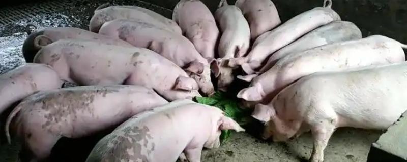 40到50斤的猪一顿喂多少，要喂1.4-1.8斤的饲料