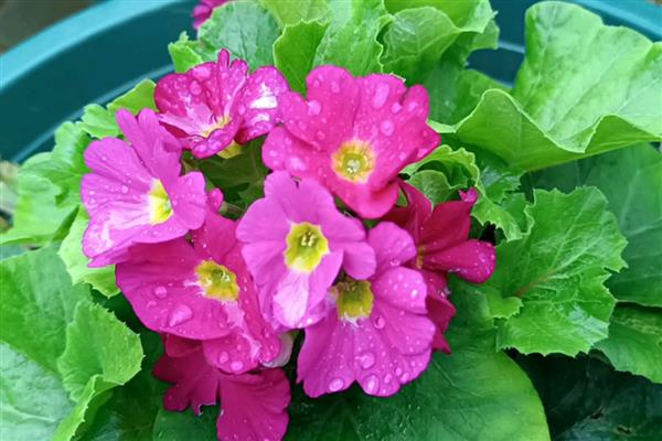 四季樱草耐不耐寒，四季樱草不耐寒