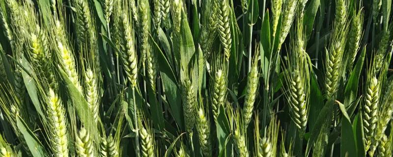 焦麦266小麦种简介,平均生育期223.7天