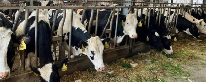 奶牛的饲养方法，牛舍的温度要保持在8-16℃