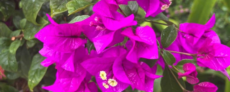 三角梅不开花光长叶子的原因，可能是修剪过少的原因