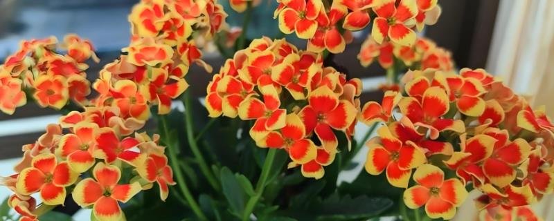 让长寿花开放的方法，每天提供4-9小时的阳光